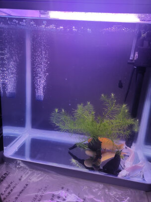 鱼缸氧气泵
