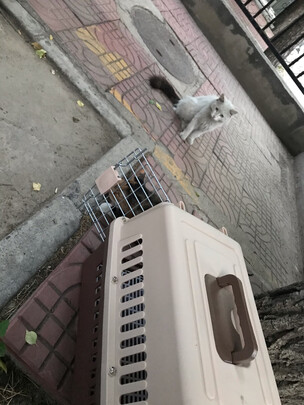 猫包
