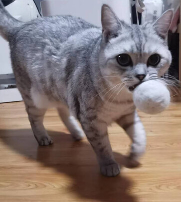 猫条猫零食
