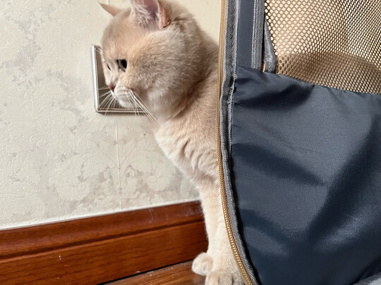 猫包