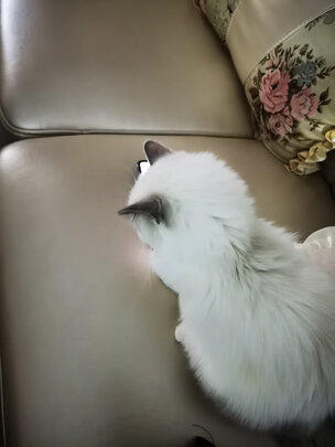 宠物免洗泡沫