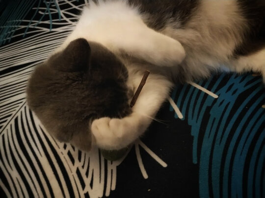 逗猫棒