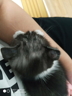 豆腐猫砂