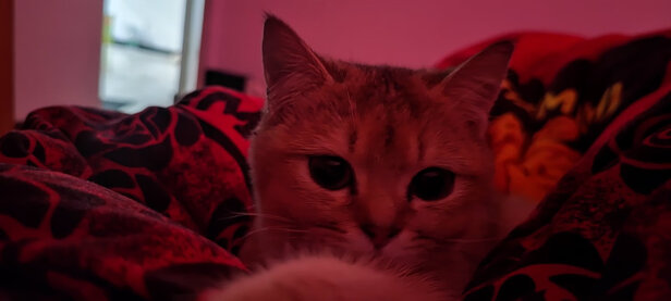 猫包