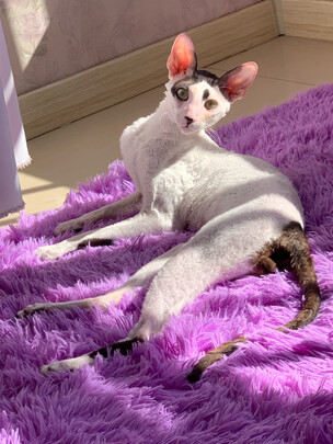 猫粮