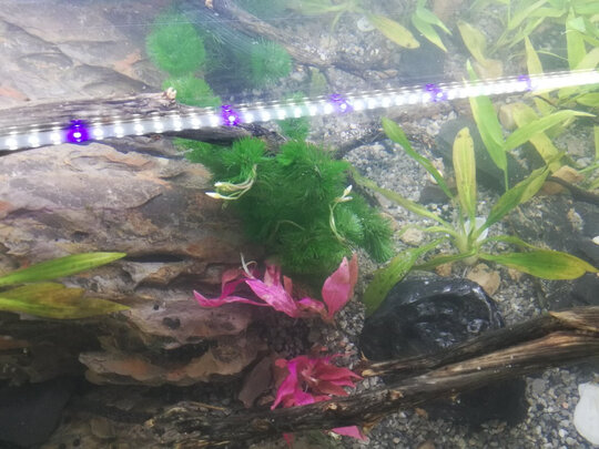 鱼缸造景石头