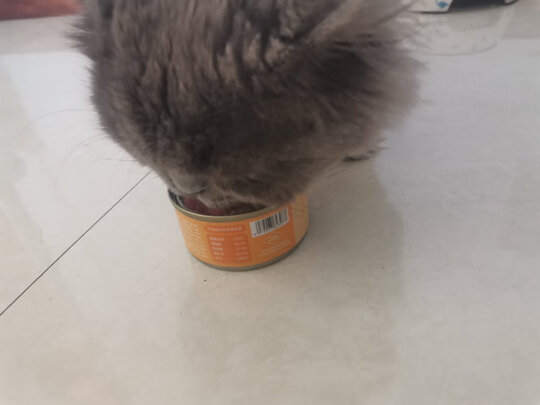 猫罐头