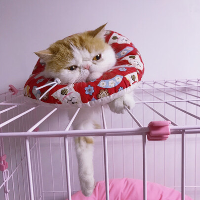 膨润土猫砂