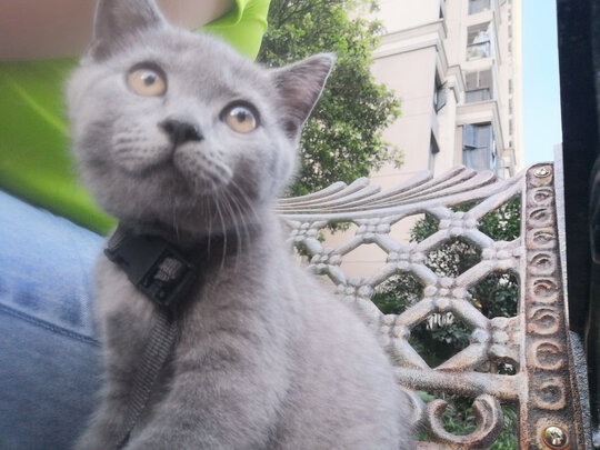 猫砂盆