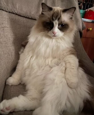 猫窝