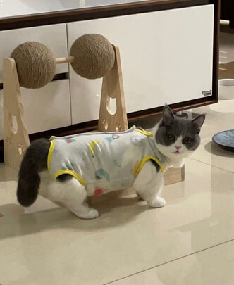 猫咪手术服