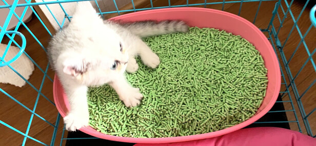 豆腐猫砂