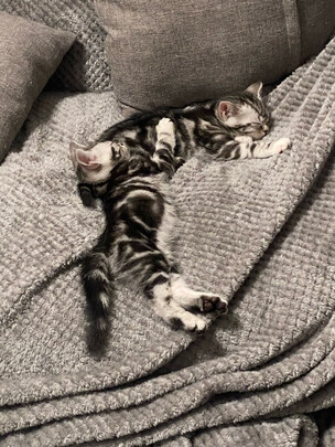 豆腐猫砂