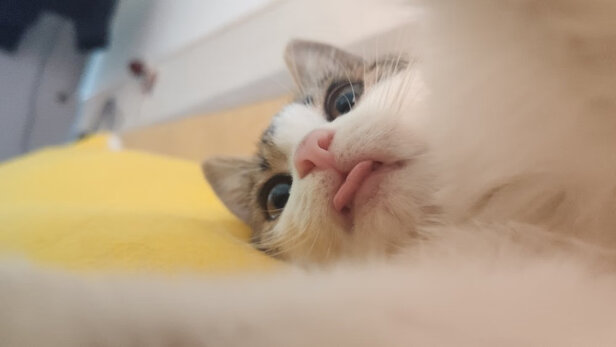 豆腐猫砂