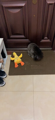 狗狗玩具