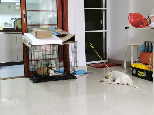 猫笼