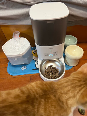 猫碗狗碗