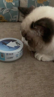 猫粮罐头