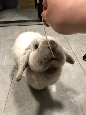 兔粮提摩西草