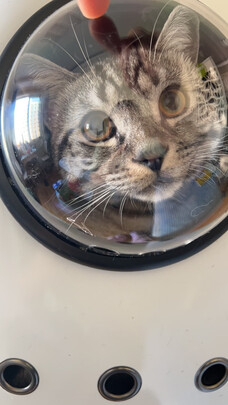 猫包