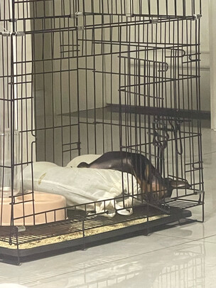  猫笼
