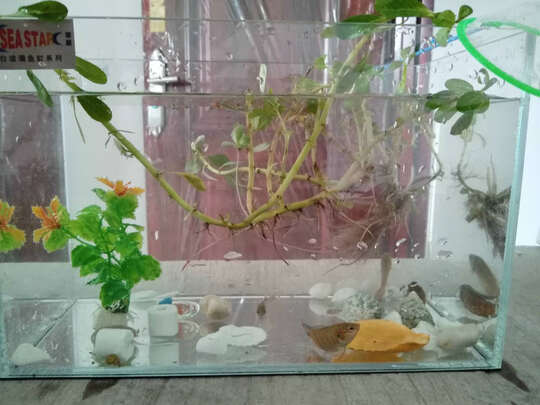 桌面鱼缸