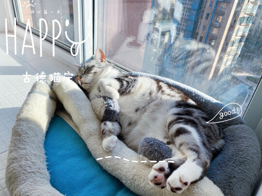 猫零食