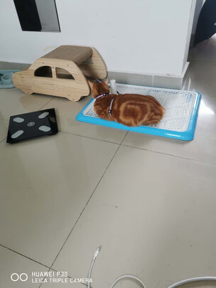 狗厕所