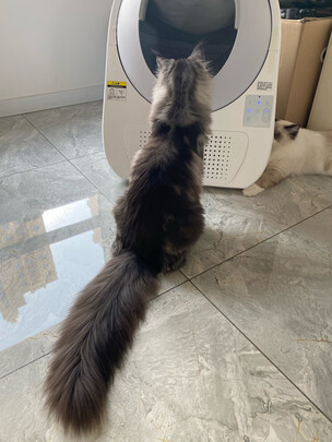 猫砂铲