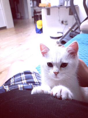 猫砂铲