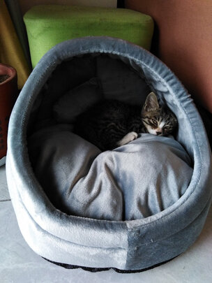 猫窝
