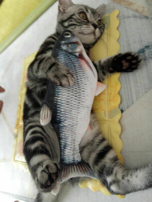 猫玩具