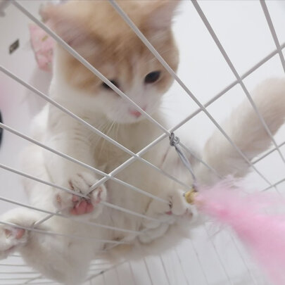  猫笼
