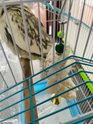 鸟笼