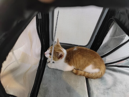 猫包