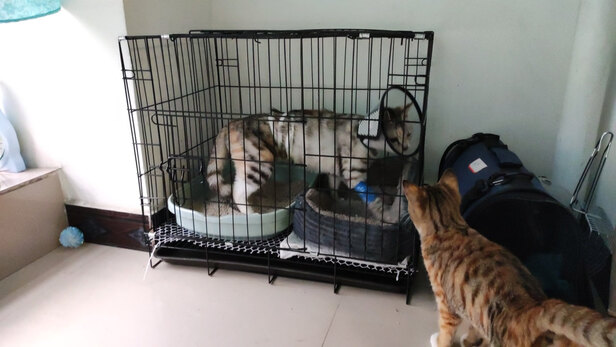  猫笼
