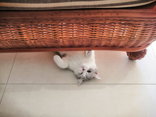 吸尘器|睿米XCQ06RM吸尘器怎么样评测分析结果告知！