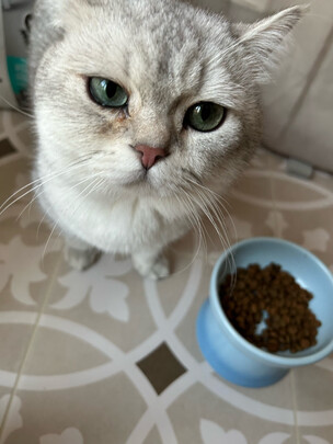 猫粮