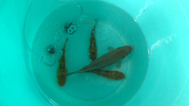 鱼缸氧气泵