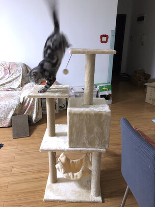 猫爬架