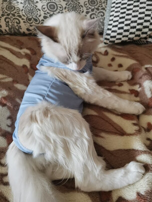 猫咪手术服