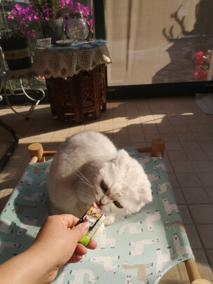 猫条猫零食