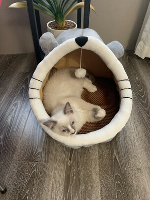 猫窝