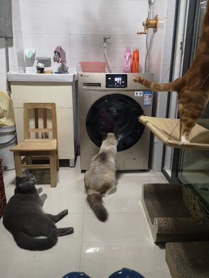 小天鹅TG100V20WDG滚筒洗衣机|独家剖析小天鹅TG100V20WDG洗衣机用后告诉大家实情真相？