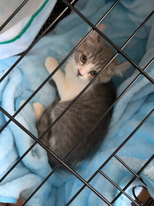  猫笼