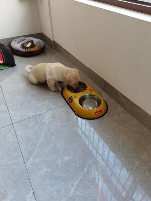 猫碗狗碗