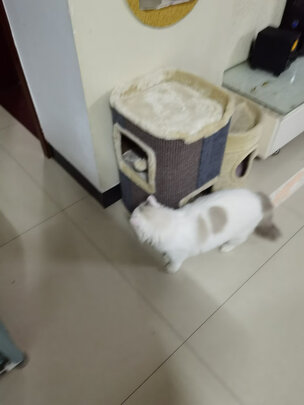 猫爬架