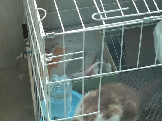 猫笼