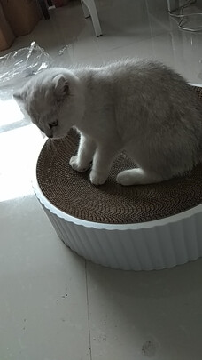 猫窝