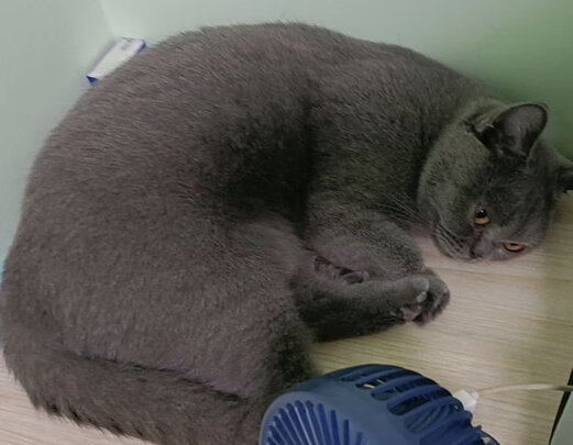 膨润土猫砂